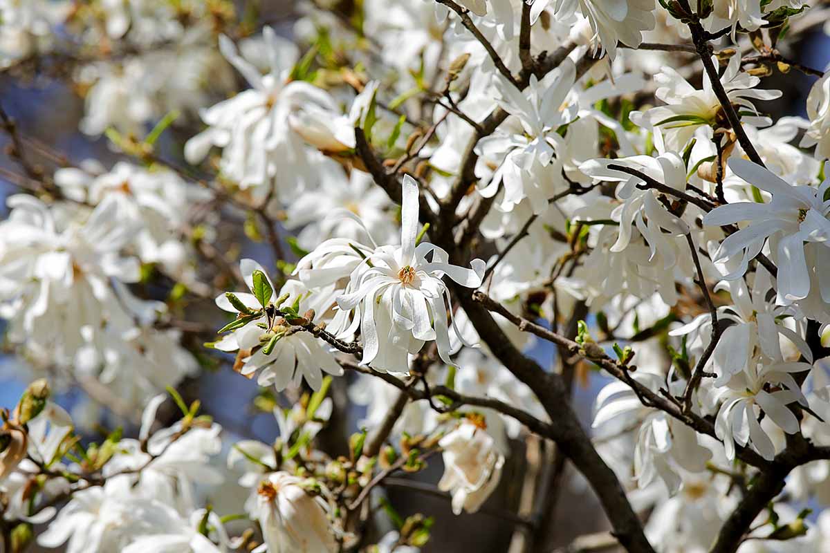 A horizontal image of white 'Royal Star' magnolia flowers pictured in bright sunshine on a soft focus background.