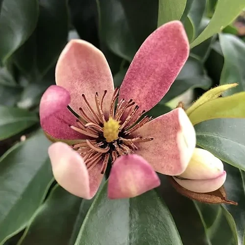 A close up of a single Stellar Ruby magnolia flower surrounded by foliage.