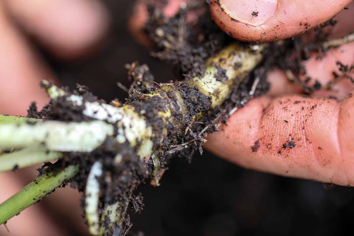 A close up horizontal image of a hand from the right of the frame holding a freshly dug up wasabi stem.