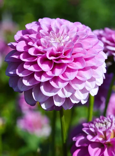 A horizontal image of a single 'Stolze von Berlin' pink dahlia flower growing in the garden pictured in bright sunshine on a soft focus background.
