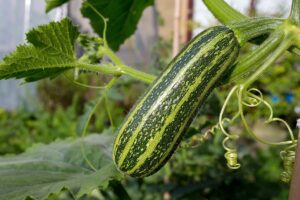 A zucchini with light and dark green stripes grows in the garden, on a plant with thick stems and large leaves.