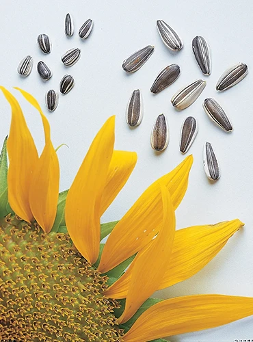 A close up of a 'Super Snack' sunflower set on a white surface with seeds scattered around.