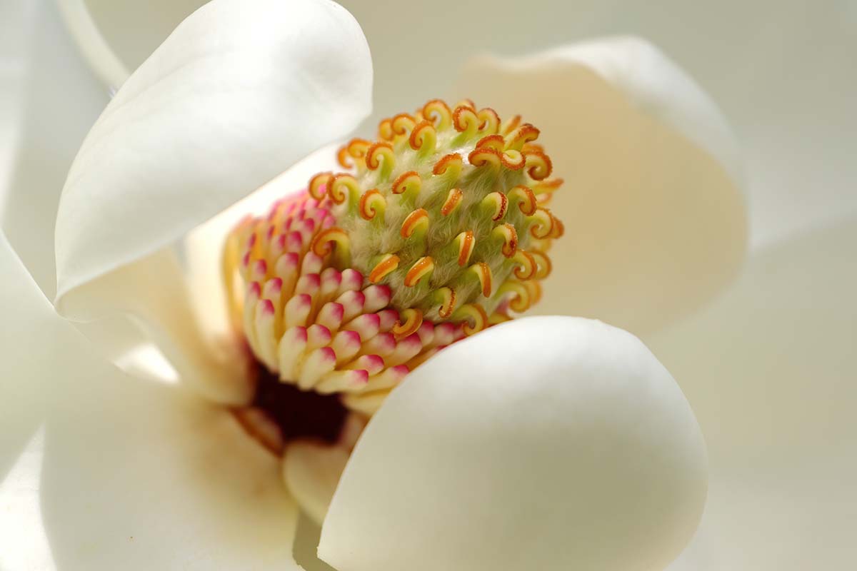 A close up horizontal image of a sweetbay magnolia flower just starting to open up.