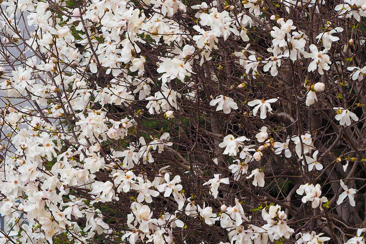 A horizontal image of a sweetbay magnolia (Magnolia virginiana) in full bloom in the garden.