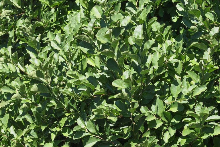 How to Grow and Care for Sweetbay Magnolia Trees (White Laurel)