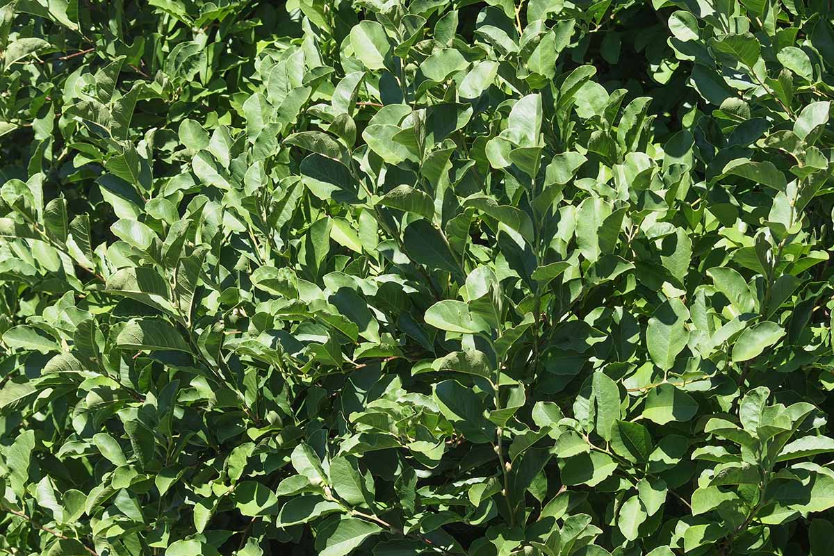 A close up horizontal image of the foliage of a sweetbay magnolia tree growing in the garden pictured in bright sunshine.