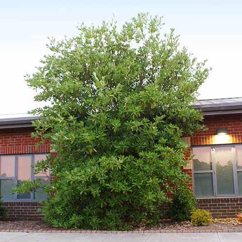 A square image of a large sweetbay magnolia growing outside a brick single story residence.