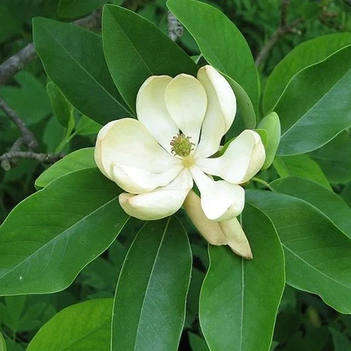 A close up square image of a white sweetbay magnolia flower surrounded by bright green foliage.