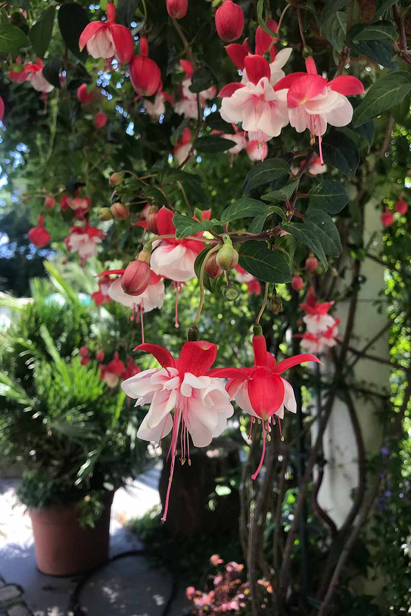A vertical image of red and white 'Springtime' fuchsia flowers spilling over the side of a hanging container under an arbor in the garden.
