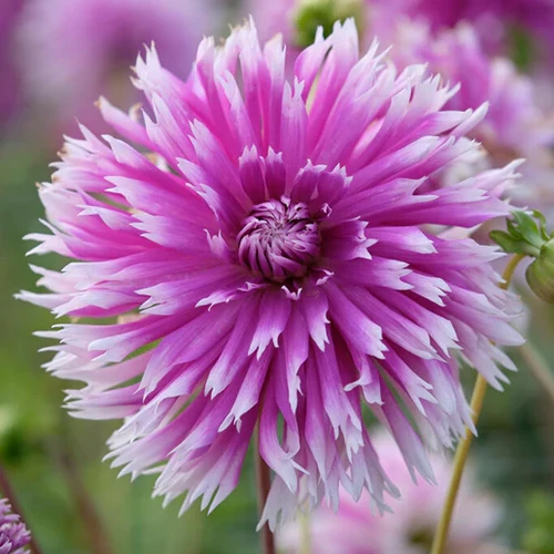 A close up square image of a bright purple 'Table Dancer' dahlia flower pictured on a soft focus background.