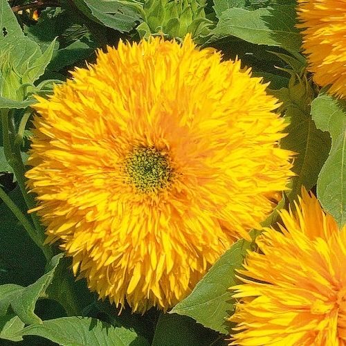 A close up of a 'Tall Teddy' flower pictured growing in the garden in bright sunshine.