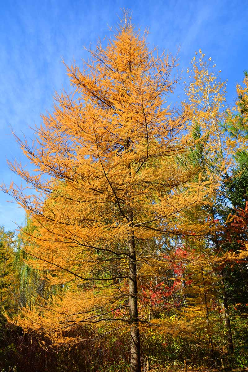 A close up vertical image of a large tamarack larch tree with fall colors pictured on a blue sky background.