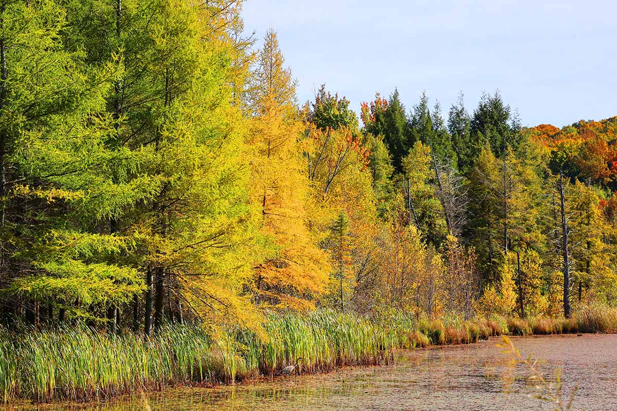 A horizontal image of Tamarack larch trees with fall foliage growing wild beside a lake.