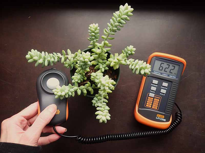 A horizontal image of a hand on the left of the frame holding a sensor of a light meter next to a succulent plant set on a dark brown surface.
