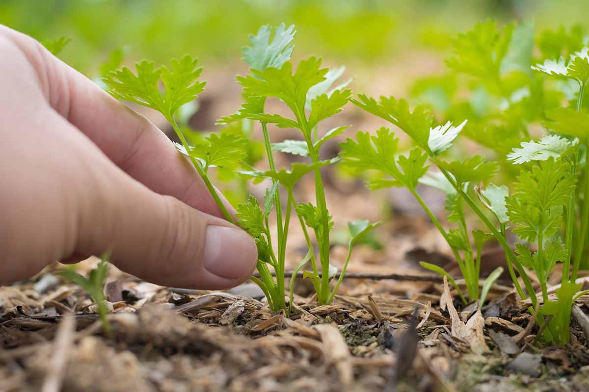 A close up horizontal image of a hand from the left of the frame picking coriander leaves from small plants.
