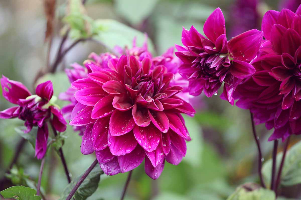 A close up horizontal image of deep pink 'Thomas A. Edison' dahlias growing in the garden pictured on a soft focus background.