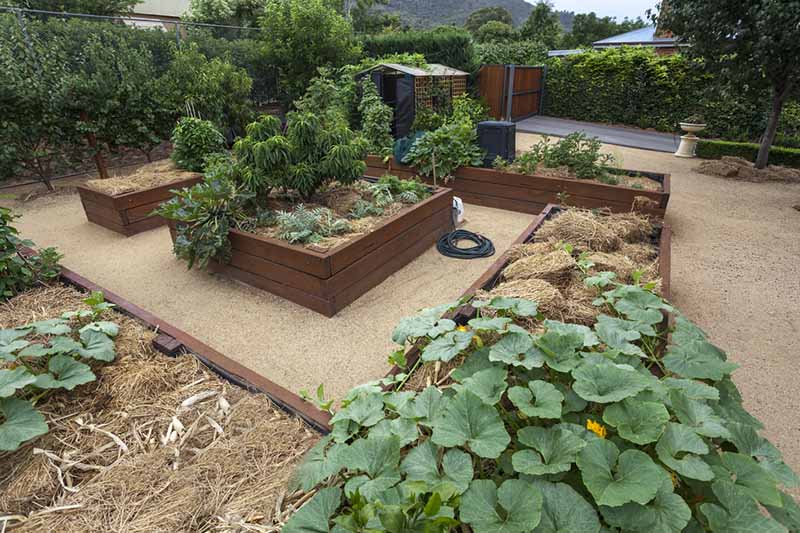 A horizontal image of a backyard with neatly placed dark wooden raised beds in a square foot gardening setup.