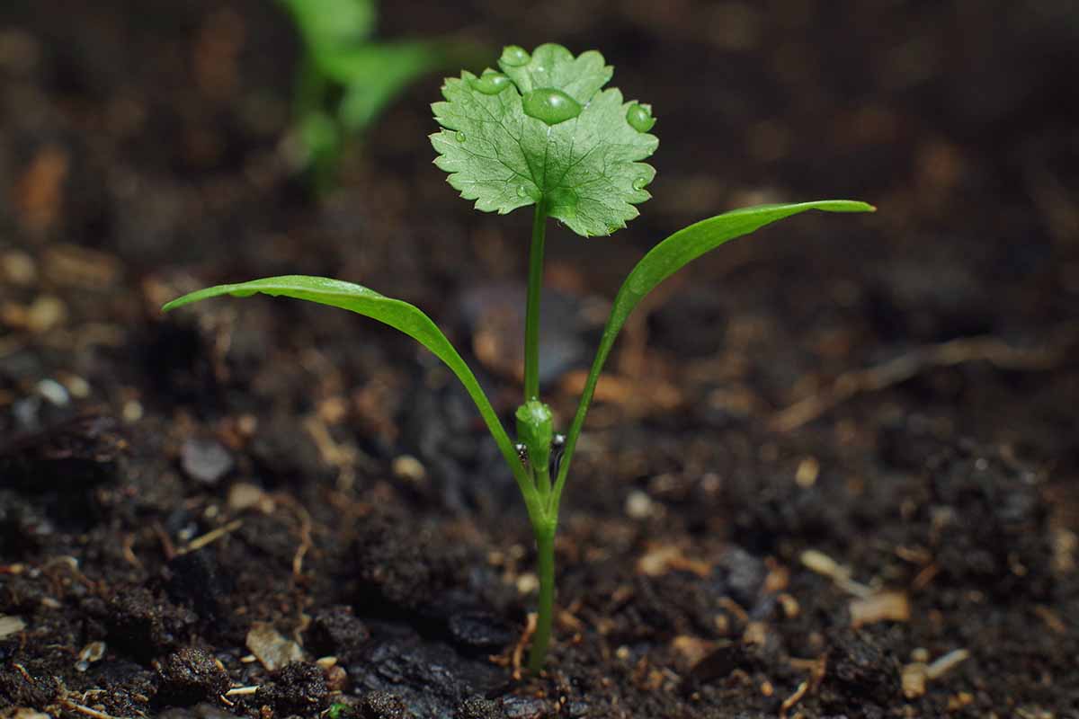 A close up horizontal image of a tiny cilantro seedling growing in dark, rich soil.