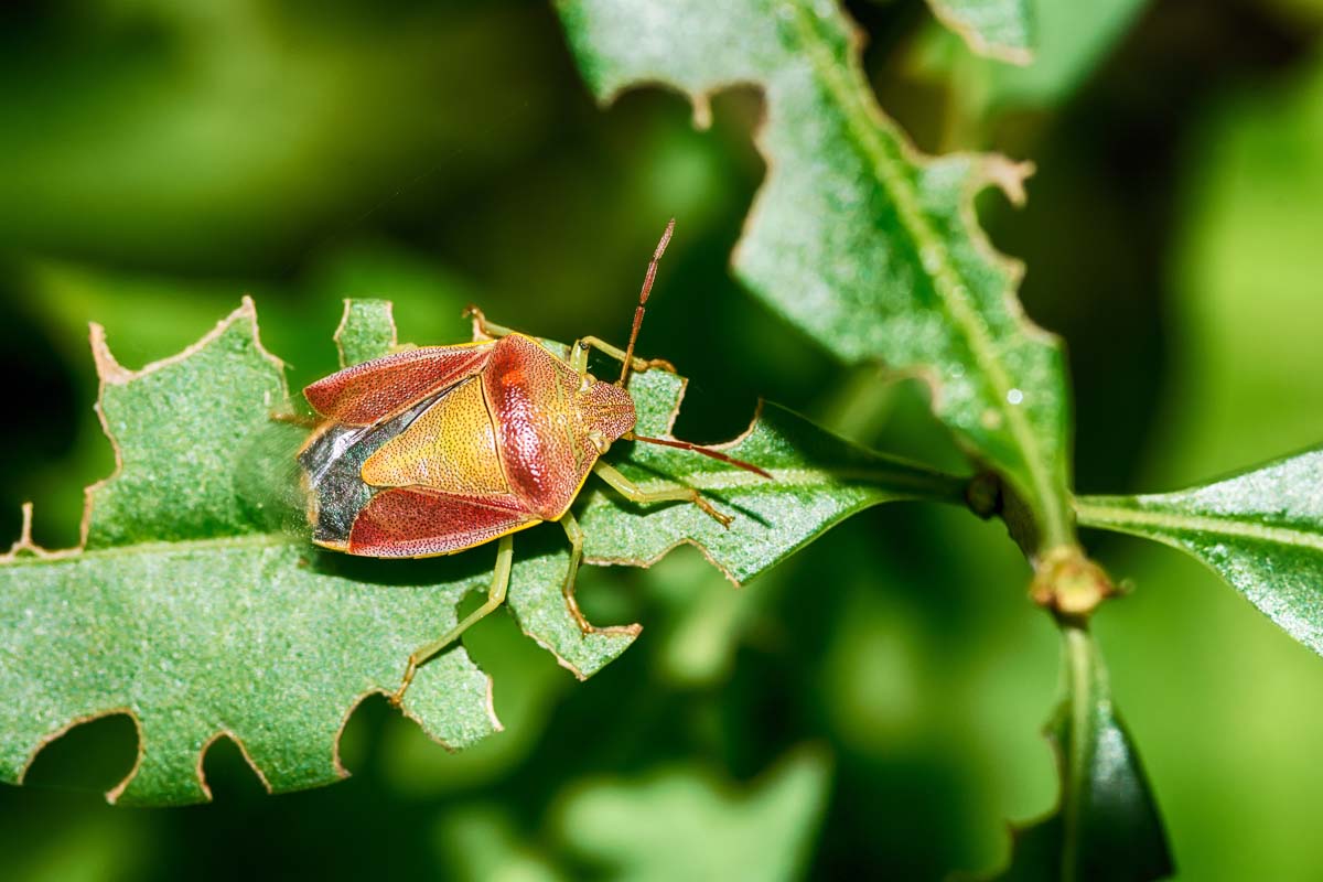 A close-up horizontal image of a red and orange stink bug on a leaf in the garden, pictured in bright sunshine on a soft-focus green background.