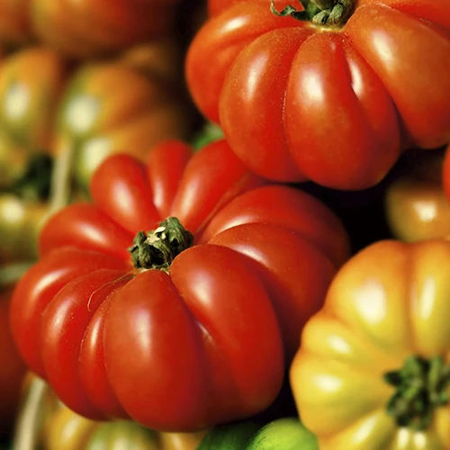 A close up square image of a pile of freshly harvested, ripe 'Costoluto Genovese' tomatoes.