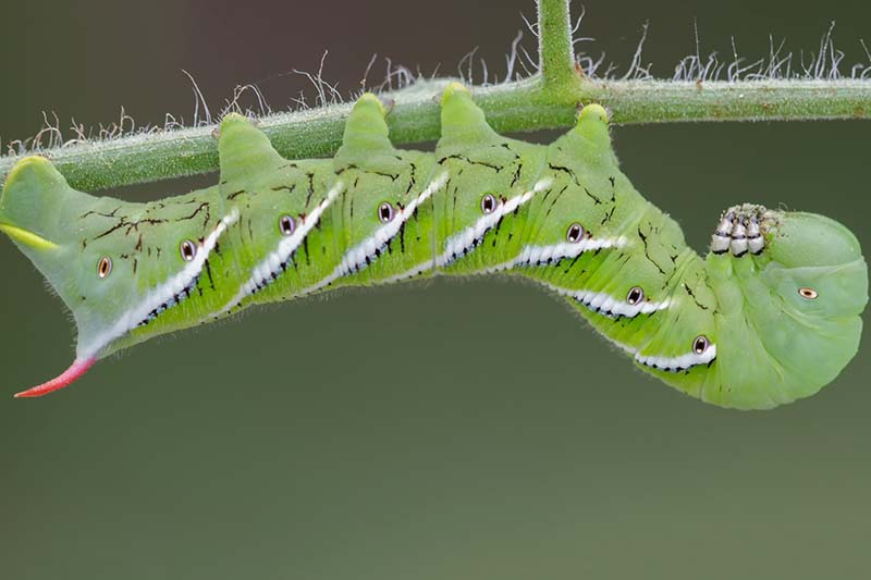 A close up horizontal image of a tomato hornworm upside down on the branch of a nightshade plant pictured on a soft focus background.