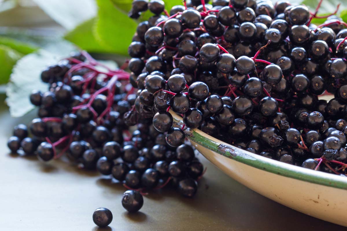 On the right of the image, dark purple elderberries, still on the light purple stems, overflow from an enamel bowl onto a wooden surface. Soft focus leaves in the background.