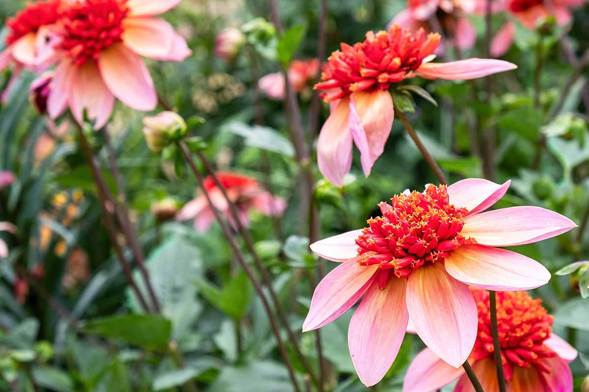 A horizontal image of 'Totally Tangerine' flowers growing in the garden pictured on a soft focus background.