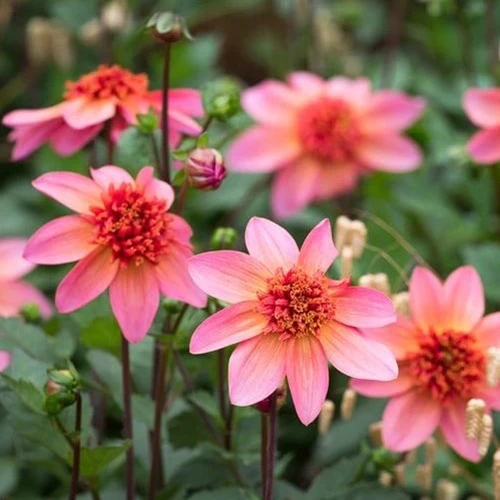 A square image of 'Totally Tangerine' flowers growing in the garden pictured on a soft focus background.