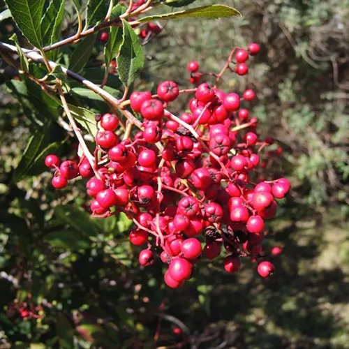 A close up square image of the bright red berries of toyon (California holly) growing in the garden.