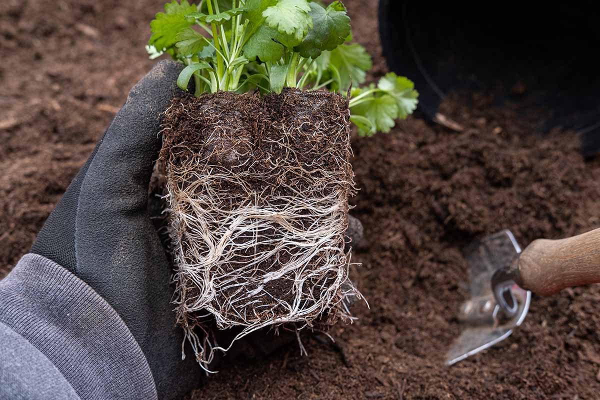 A close up horizontal image of a gardener's hand transplanting a potted herb into the garden.