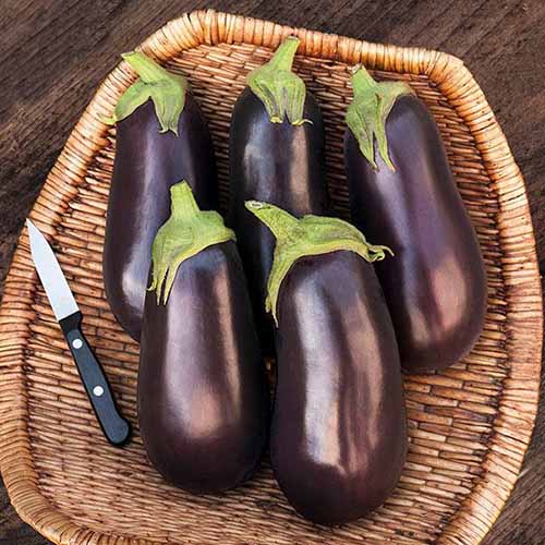 A close up square image of freshly harvested 'Traviata' eggplants in a wicker basket set on a wooden surface.