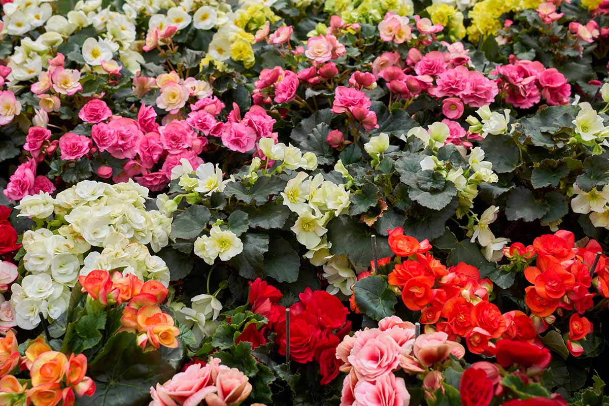A close up horizontal image of different colored begonias growing in pots.