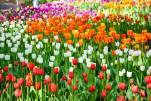 A horizontal image of different types of tulips growing in a field in a variety of colors.