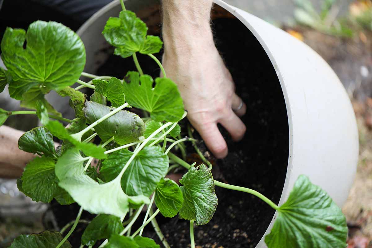 A close up horizontal image of a gardener's hands removing a wasabi plant from a large white pot.