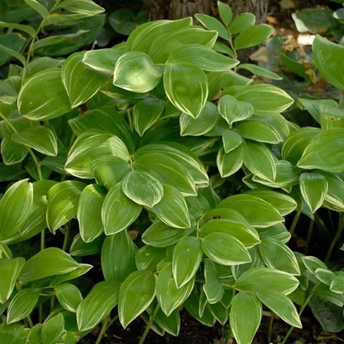 A square image of variegated Solomon's seal growing in the shade garden.