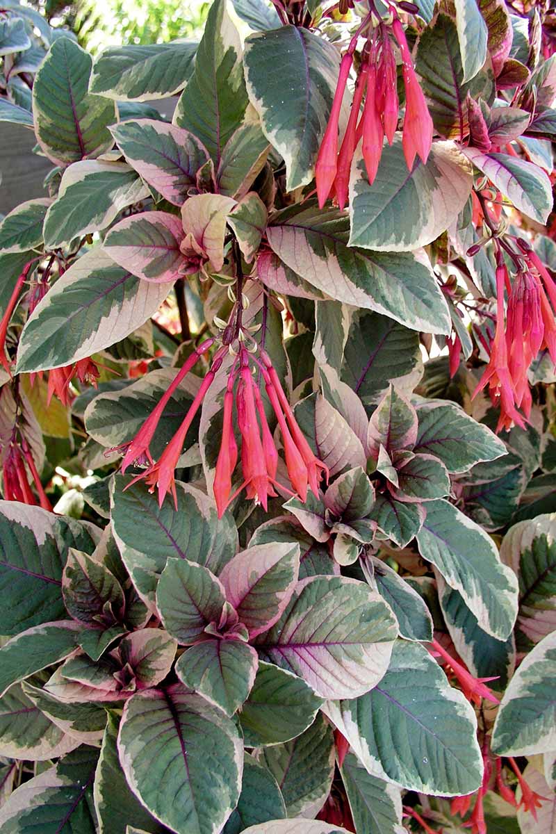 A close up vertical image of the variegated foliage and long red tubular blooms of Fuchsia tricolor, growing in the garden.