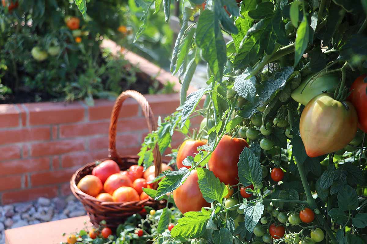 A close up horizontal image of tomato plants growing in brick raised beds with a wicker basket filled with freshly harvested fruits.