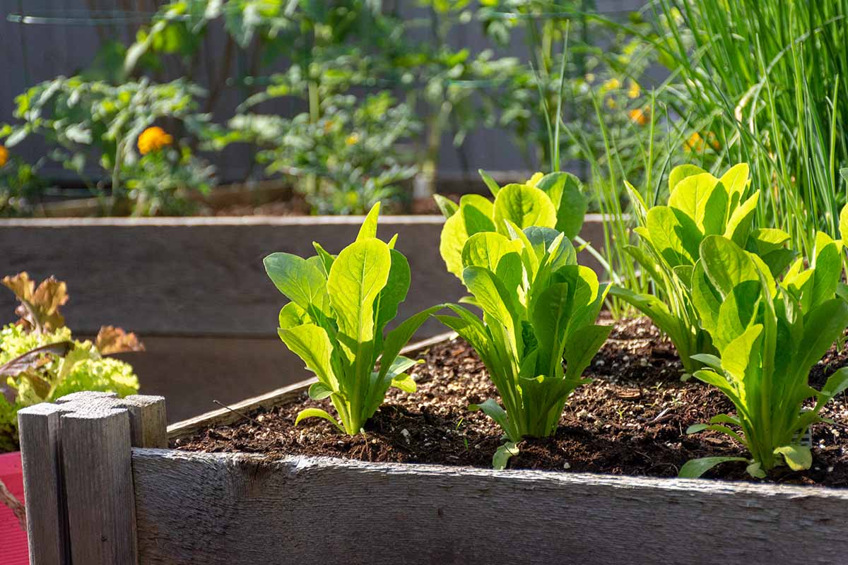 A horizontal image of vegetables growing in wooden raised bed gardens pictured in light sunshine.