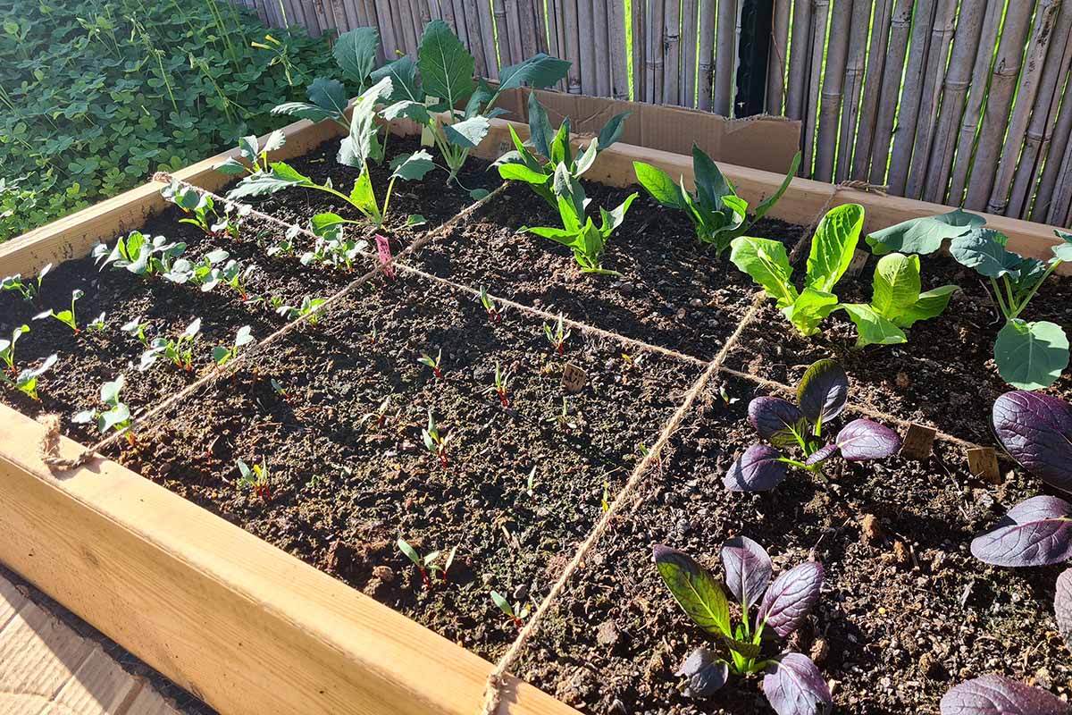 A close up horizontal image of vegetables growing in a square foot garden design in a wooden raised bed.