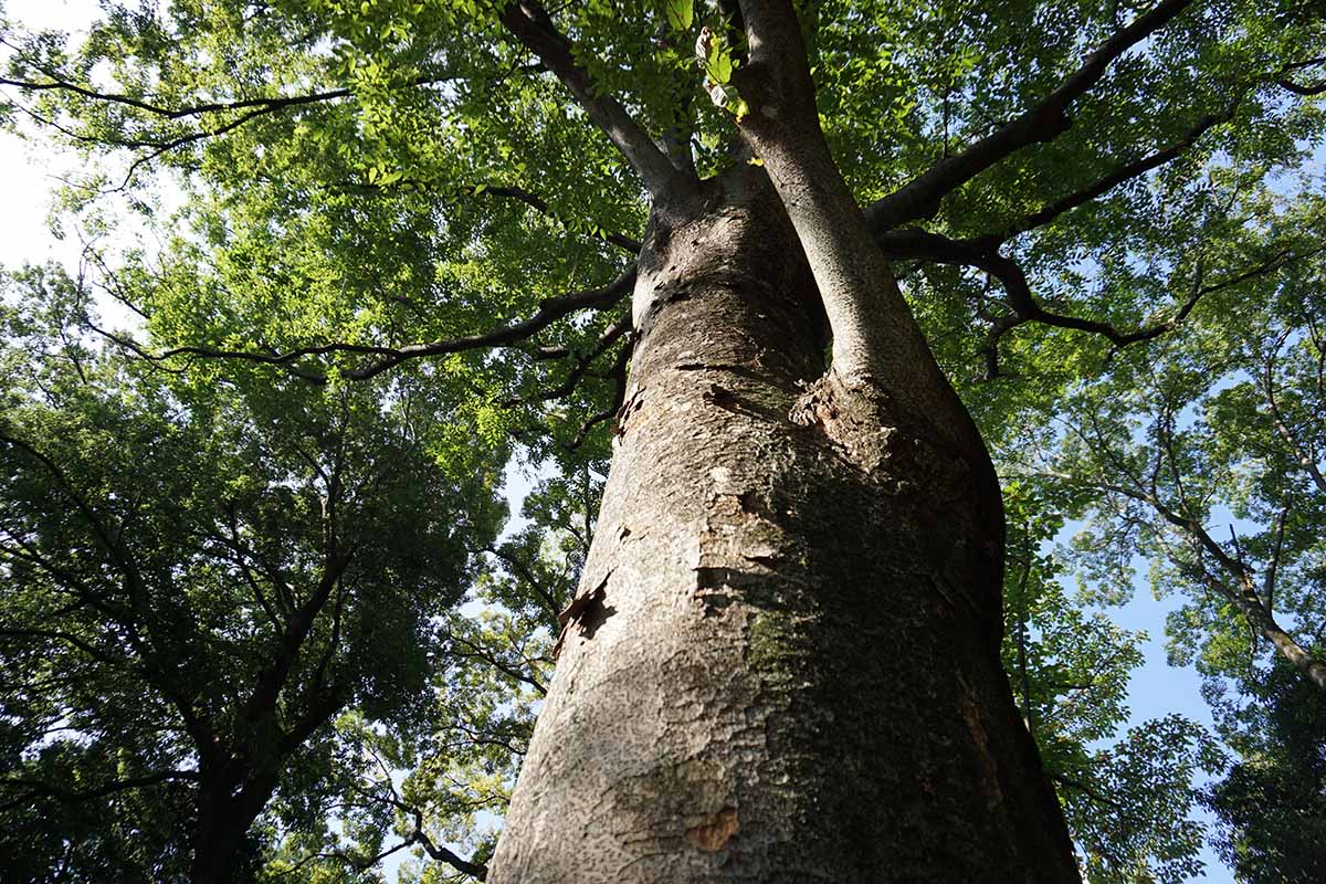 A horizontal image of a view up towards the canopy of a large Zelkova serrata tree.
