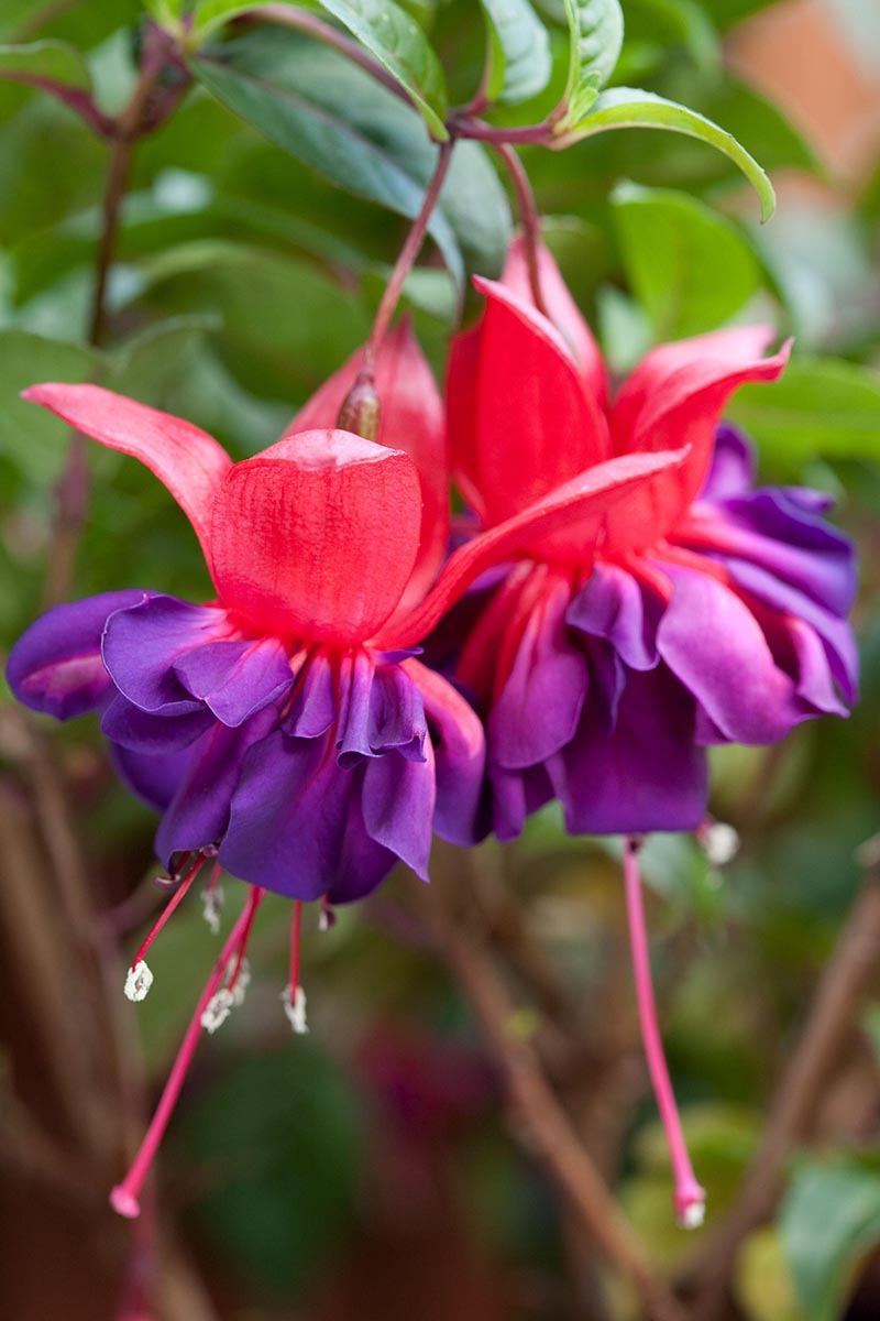 A close up vertical image of red and purple 'Voodoo' flowers growing in the garden pictured on a soft focus background.