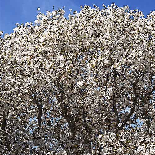A close up square image of the white flowers of 'Wada's Memory' magnolia pictured on a blue sky background.