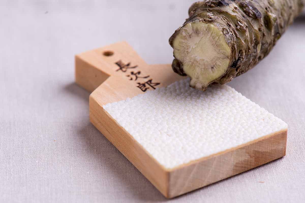 A close up horizontal image of a cut wasabi stem resting on the side of a grater, set on a white surface.