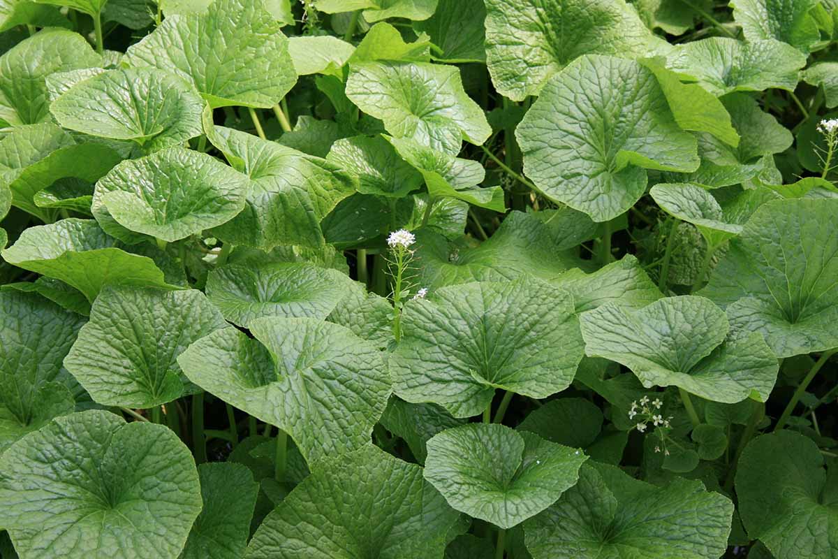 A close up horizontal image of the foliage and flowers of wasabi plants growing outdoors.