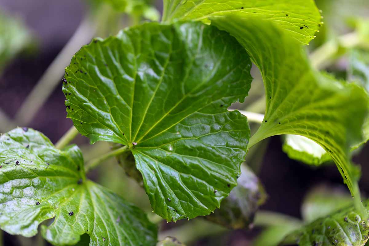 A close up horizontal image of wasabi leaves, from a plant growing in a container.