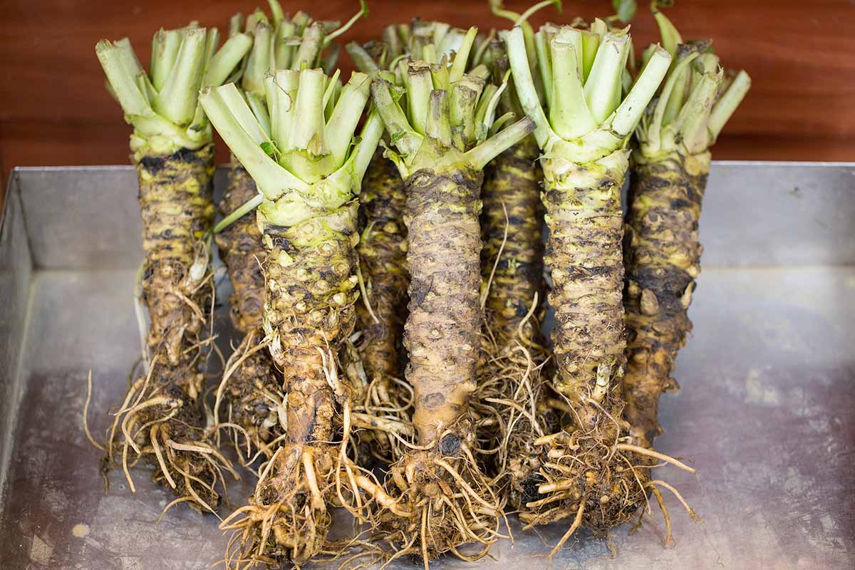 A close up horizontal image of freshly harvested and cleaned wasabi roots and stems set in a metal tray.