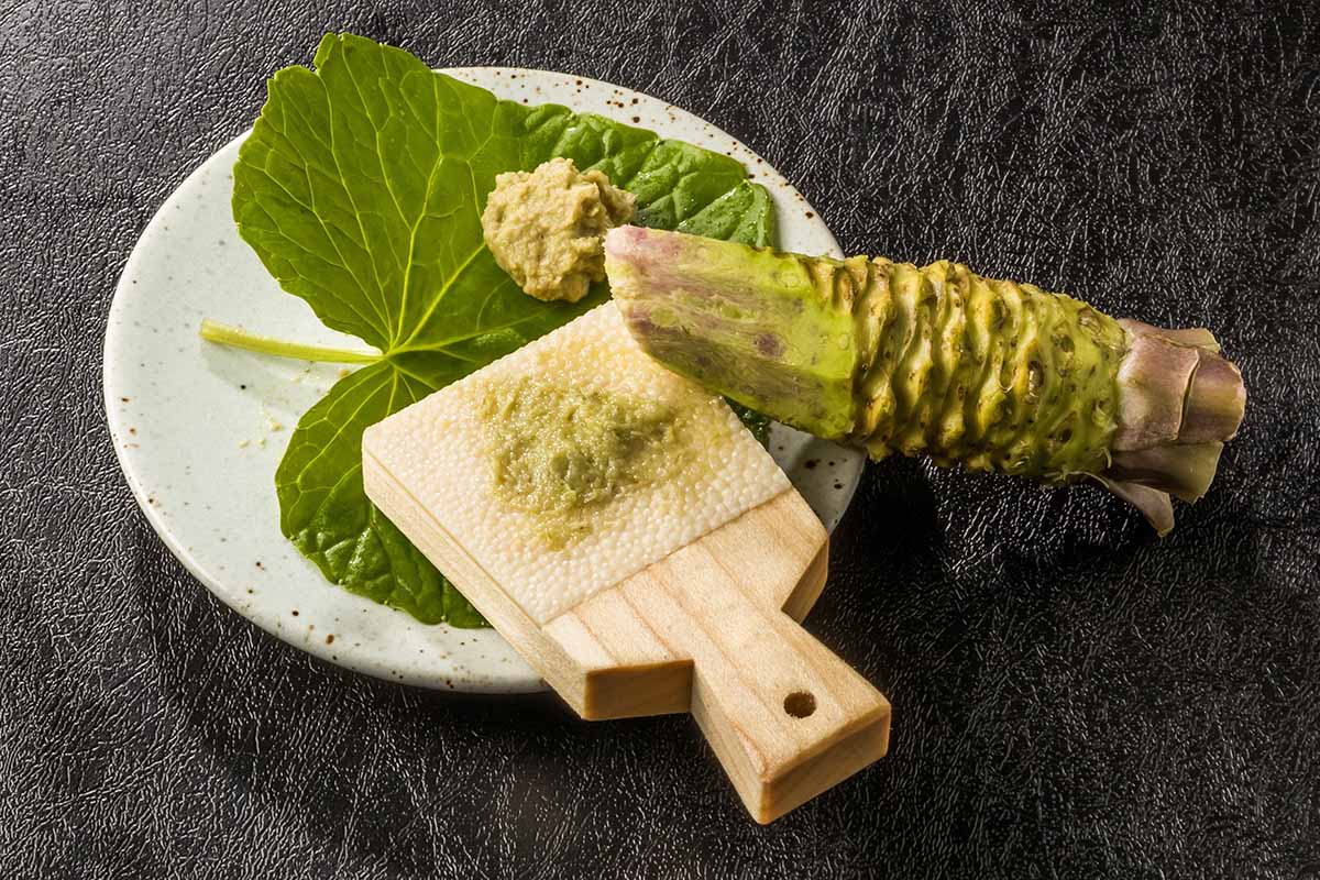 A horizontal image of a wasabi stem being grated into a paste, set on a leaf, on a dark surface.