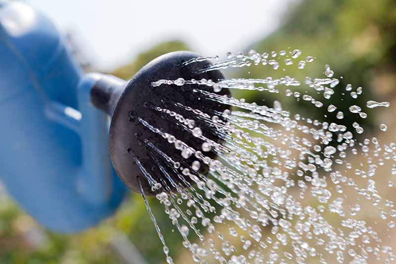 A close up horizontal image of the nozzle of a watering can irrigating the landscape.