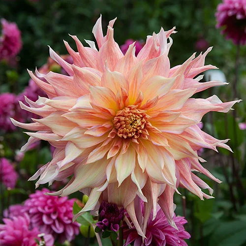 A close up square image of a single 'Watermelon' dahlia flower growing in the garden pictured on a soft focus background.