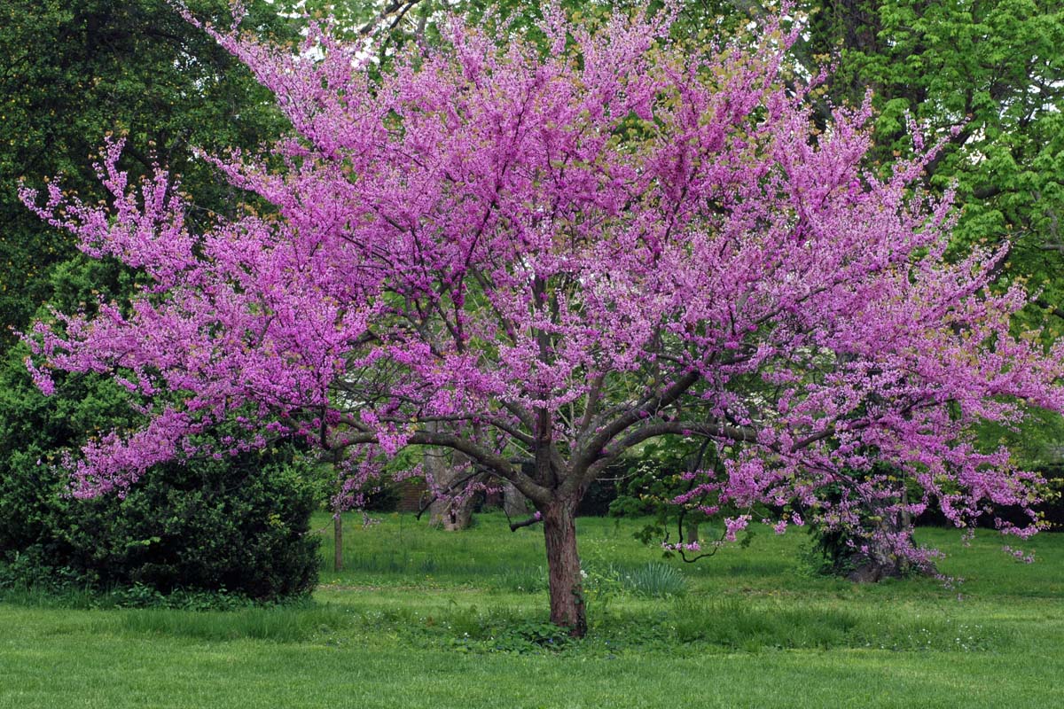 Árvore redbud oriental em flor, com flores coloridas fúcsia, em um gramado verde com outras árvores verdes e folhagem crescendo ao fundo.